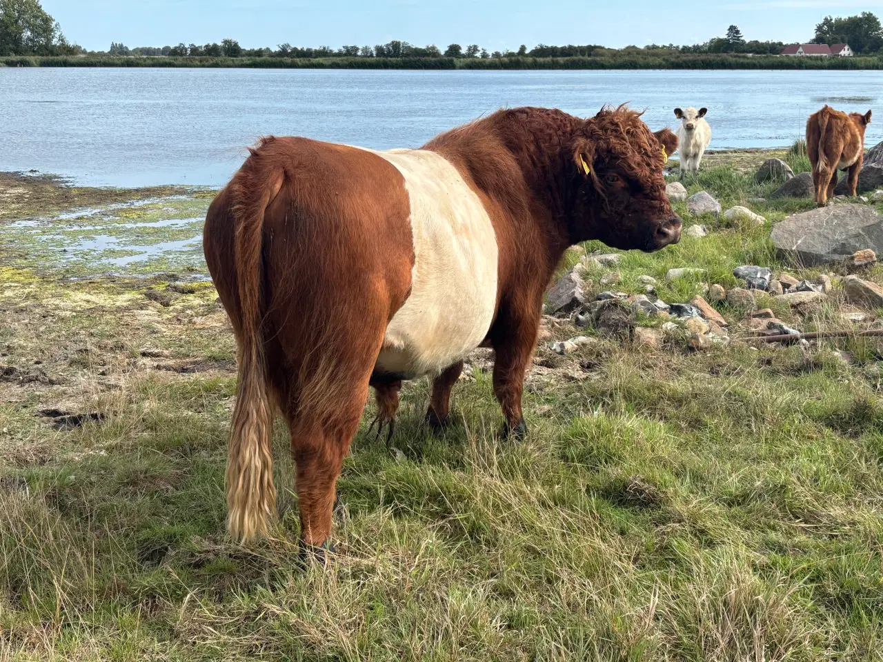 Billede 2 - Galloway tyr 