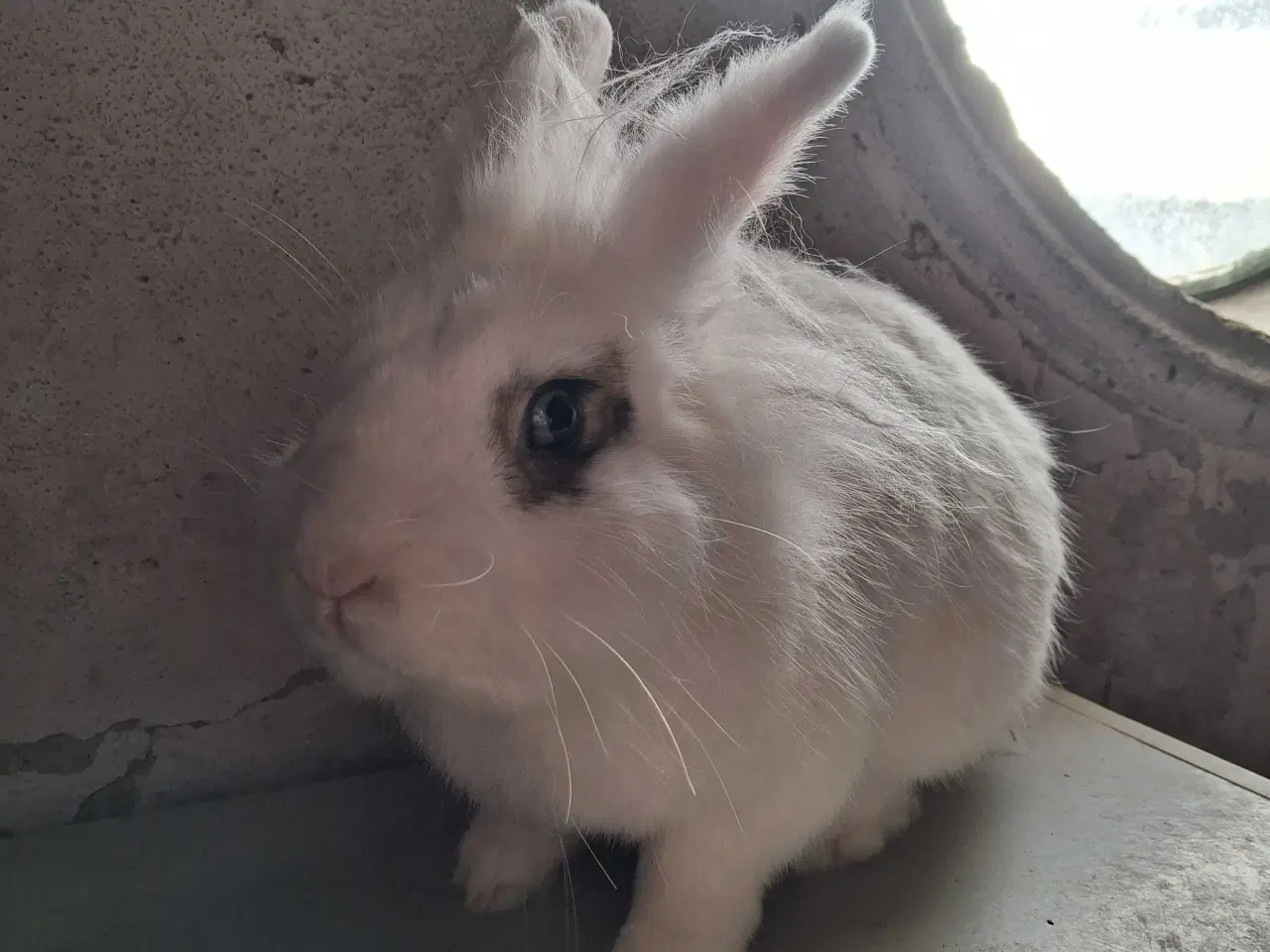 Billede 3 - Sød og kælen hankanin