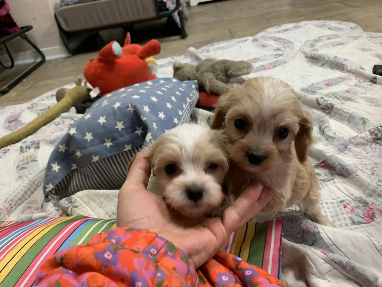 Billede 6 - Mini cavapoo babyer F1