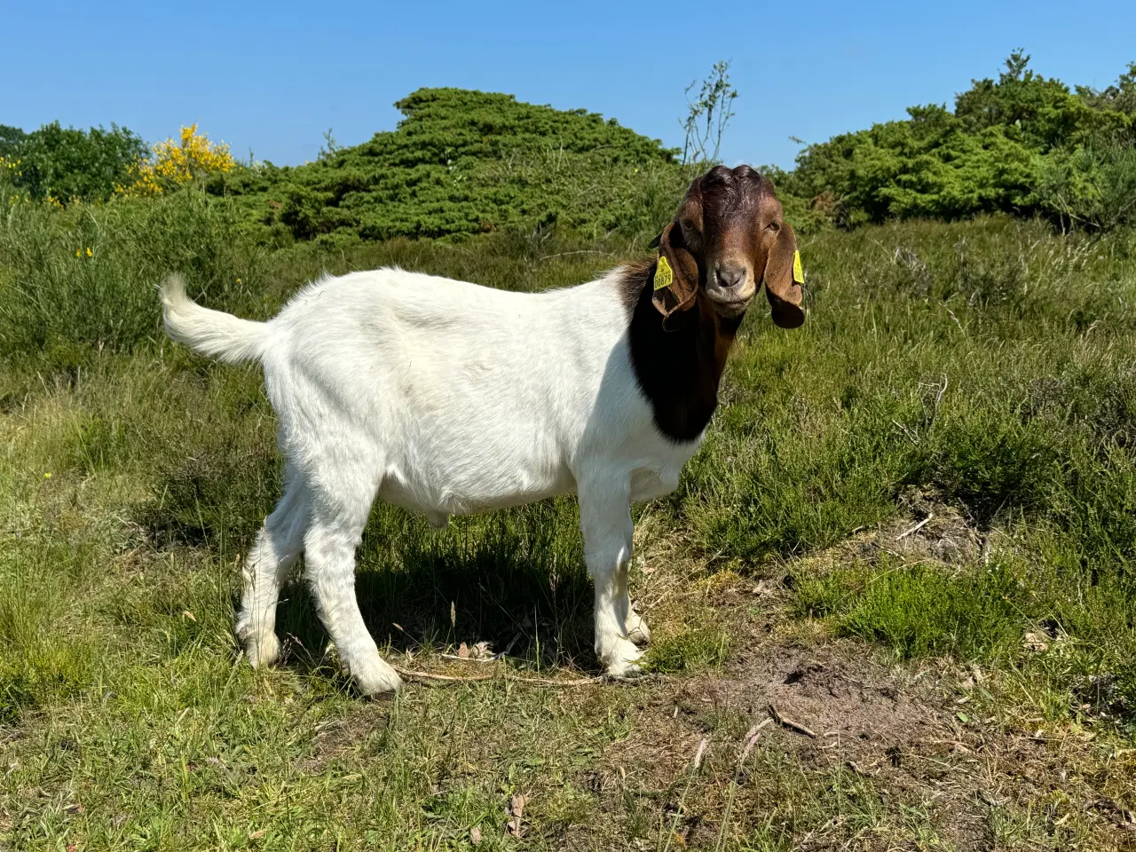 Billede 2 - Økologiske Boer bukke 