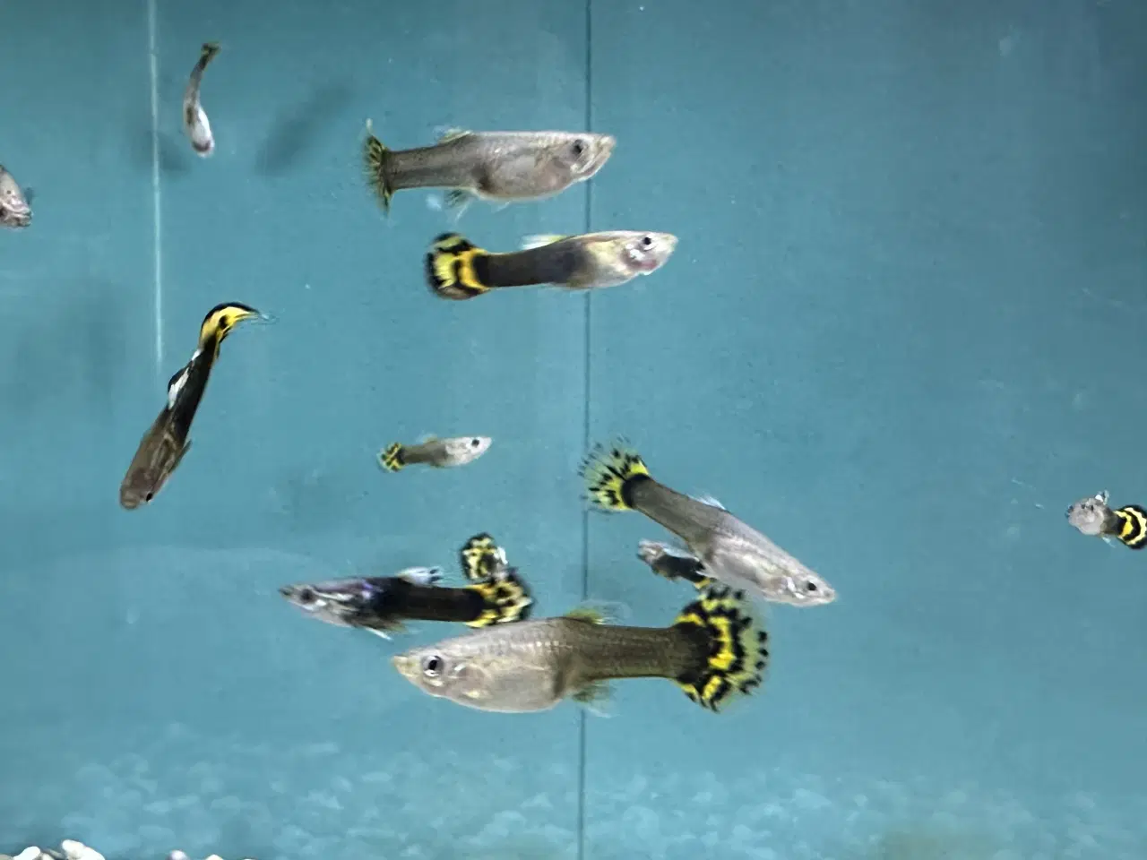 Billede 1 - Sun flower guppy 