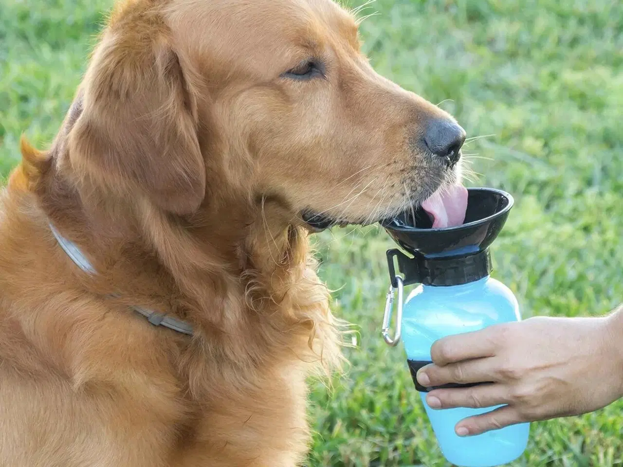 Billede 1 - Vand Dispenser Flaske til Hunde InnovaGoods