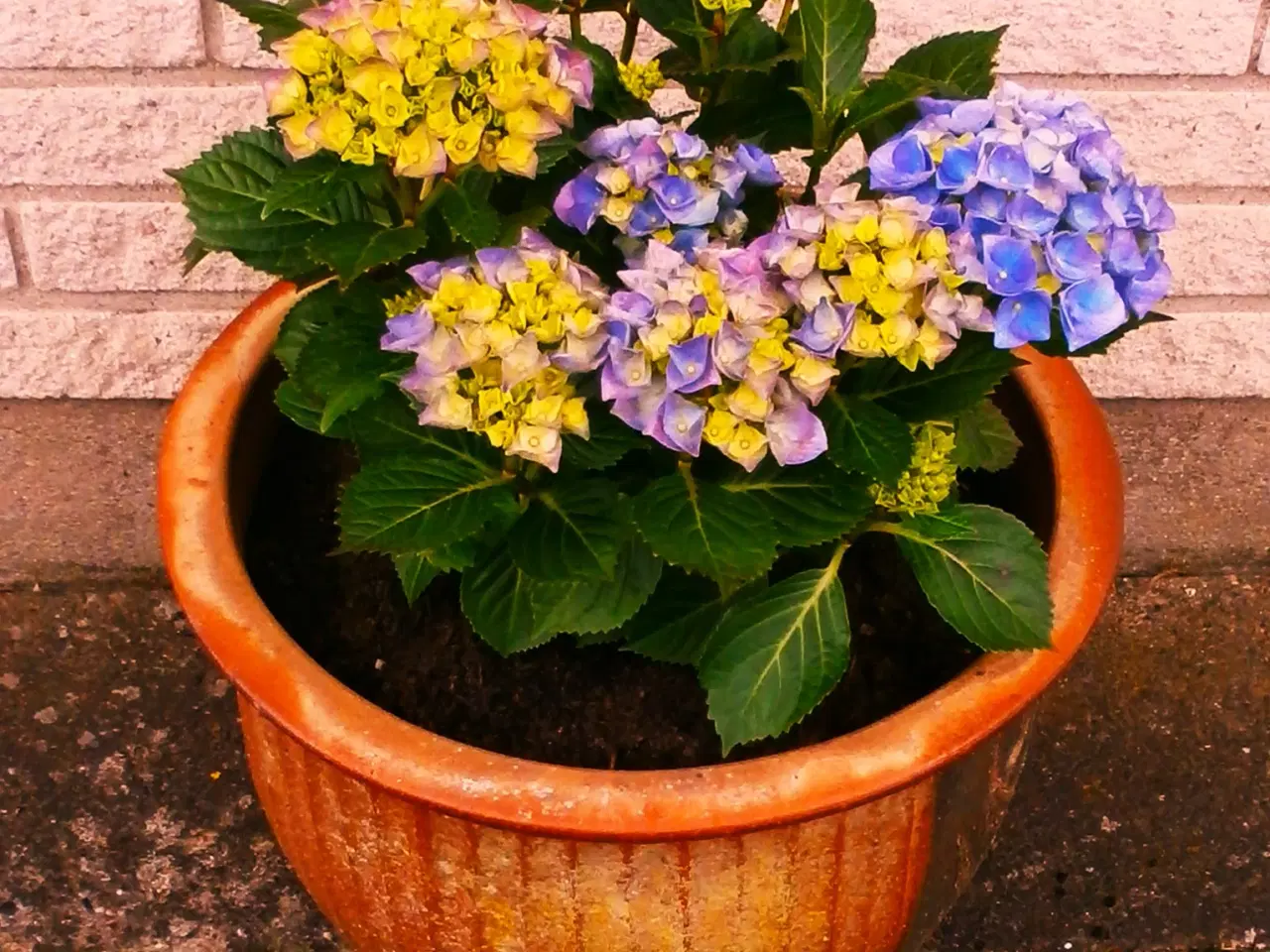 Billede 1 - Ny Hortensia med Stor, Ny Krukke
