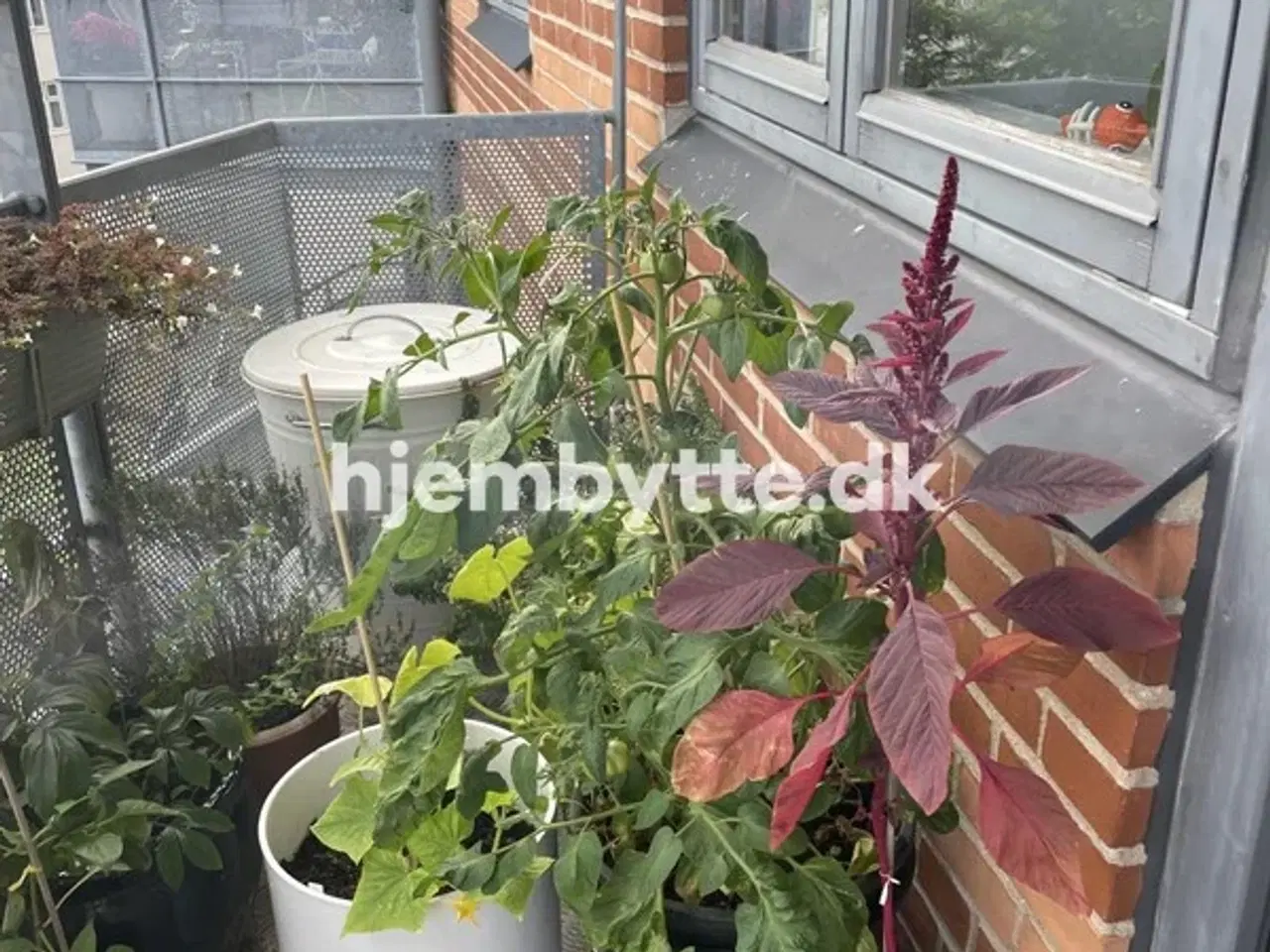 Billede 6 - Hjembytte - Norgesgade