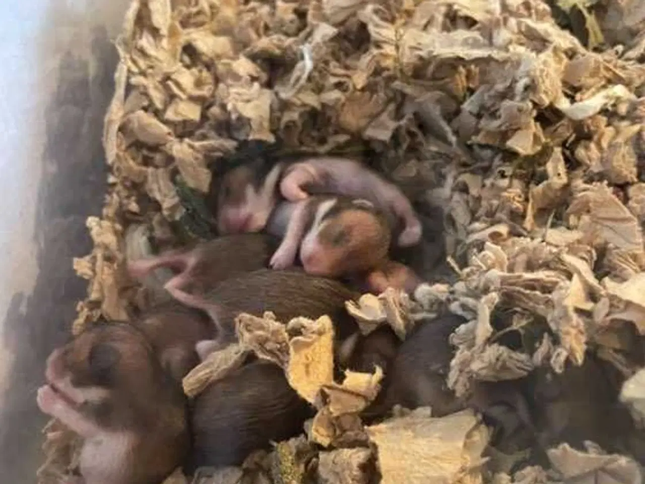 Billede 3 - Guldhamster 