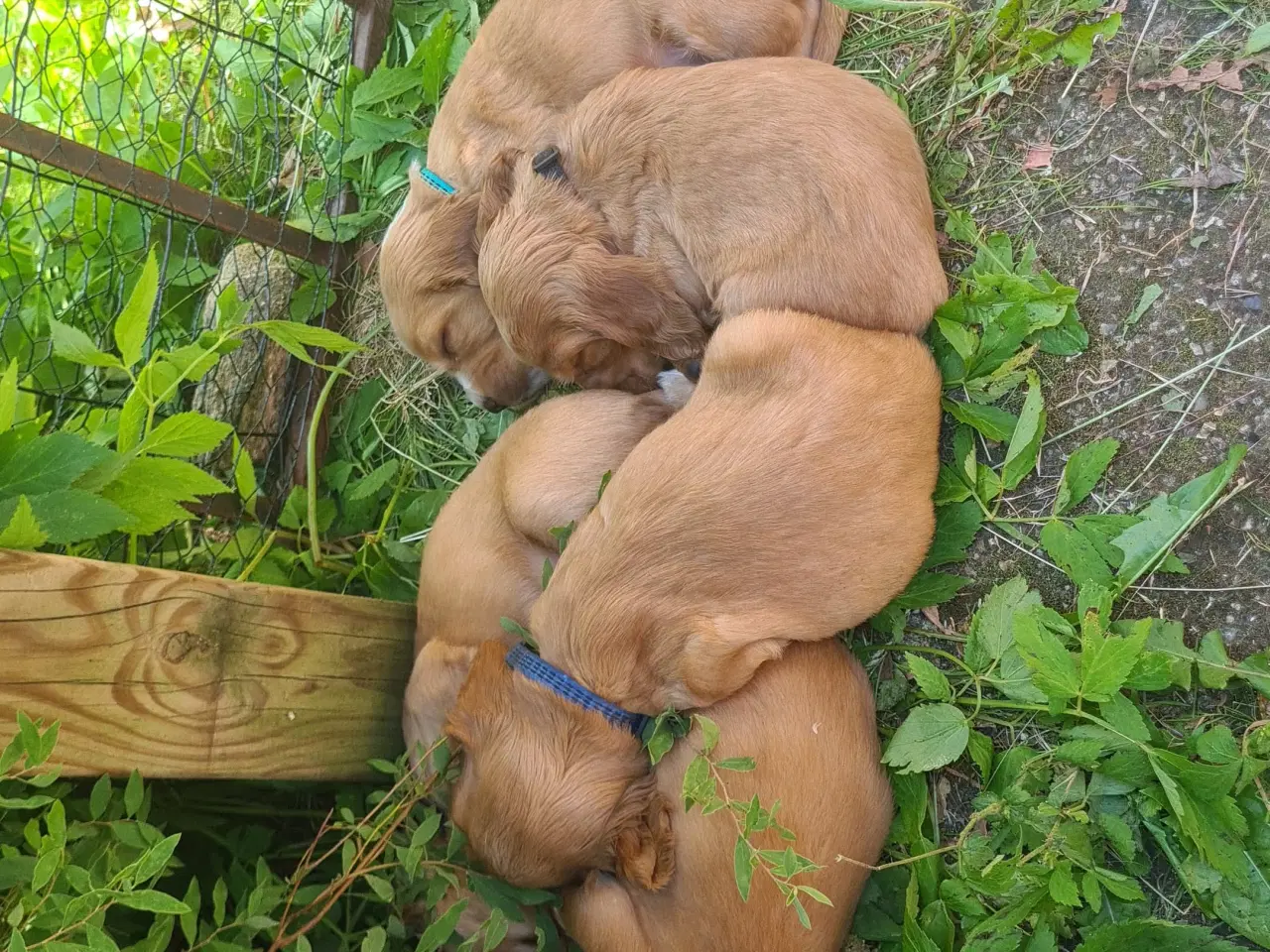 Billede 6 - Cocker spaniel hvalp