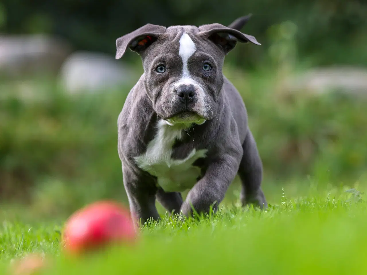 Billede 7 - American Bully