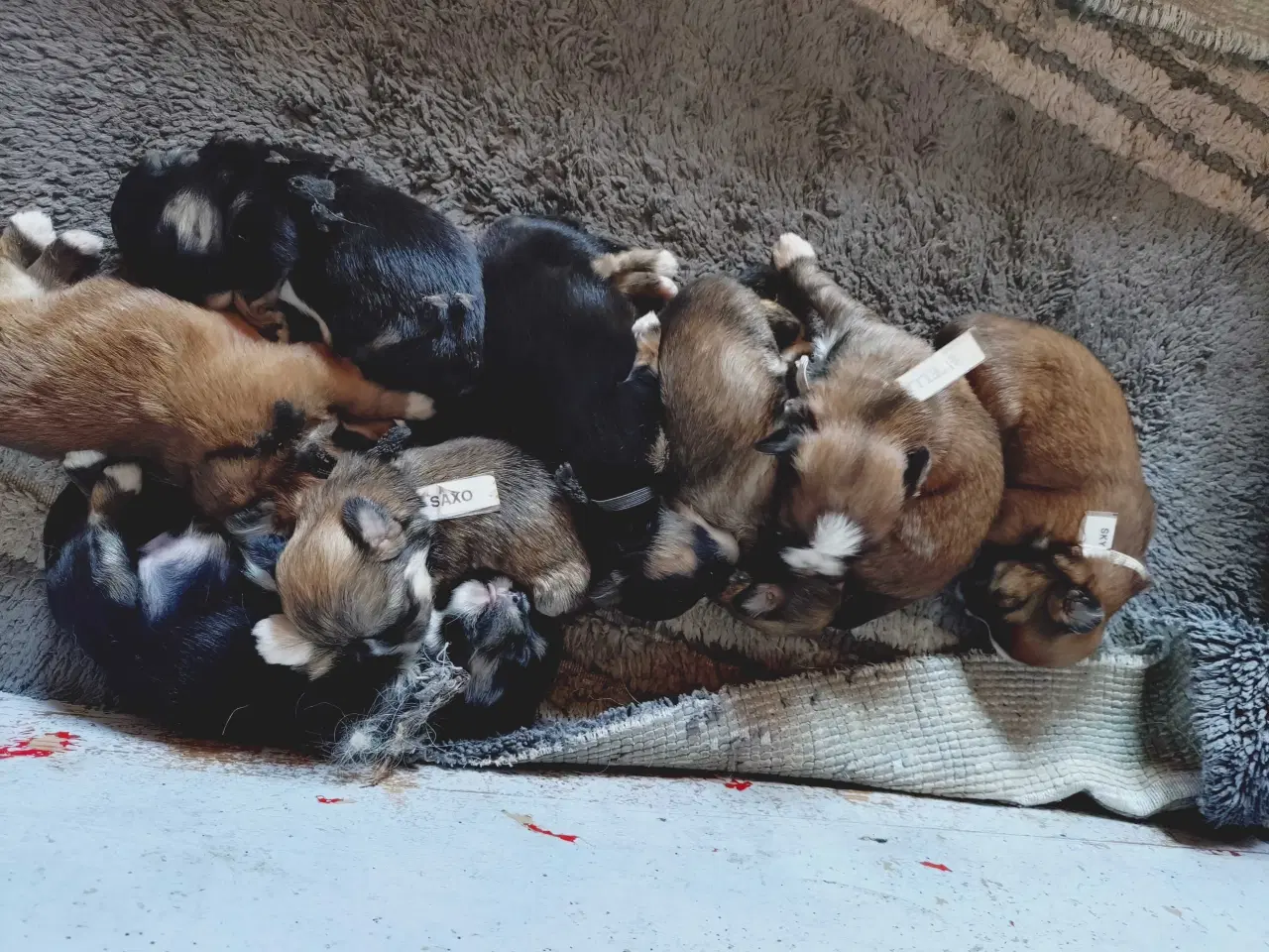 Billede 3 - Lhasa apso hvalpe med stambog 