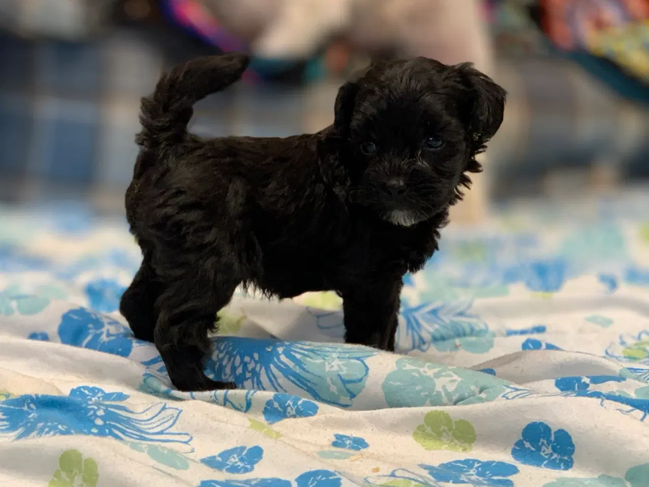 Billede 4 - Mini Maltipoo babyer 