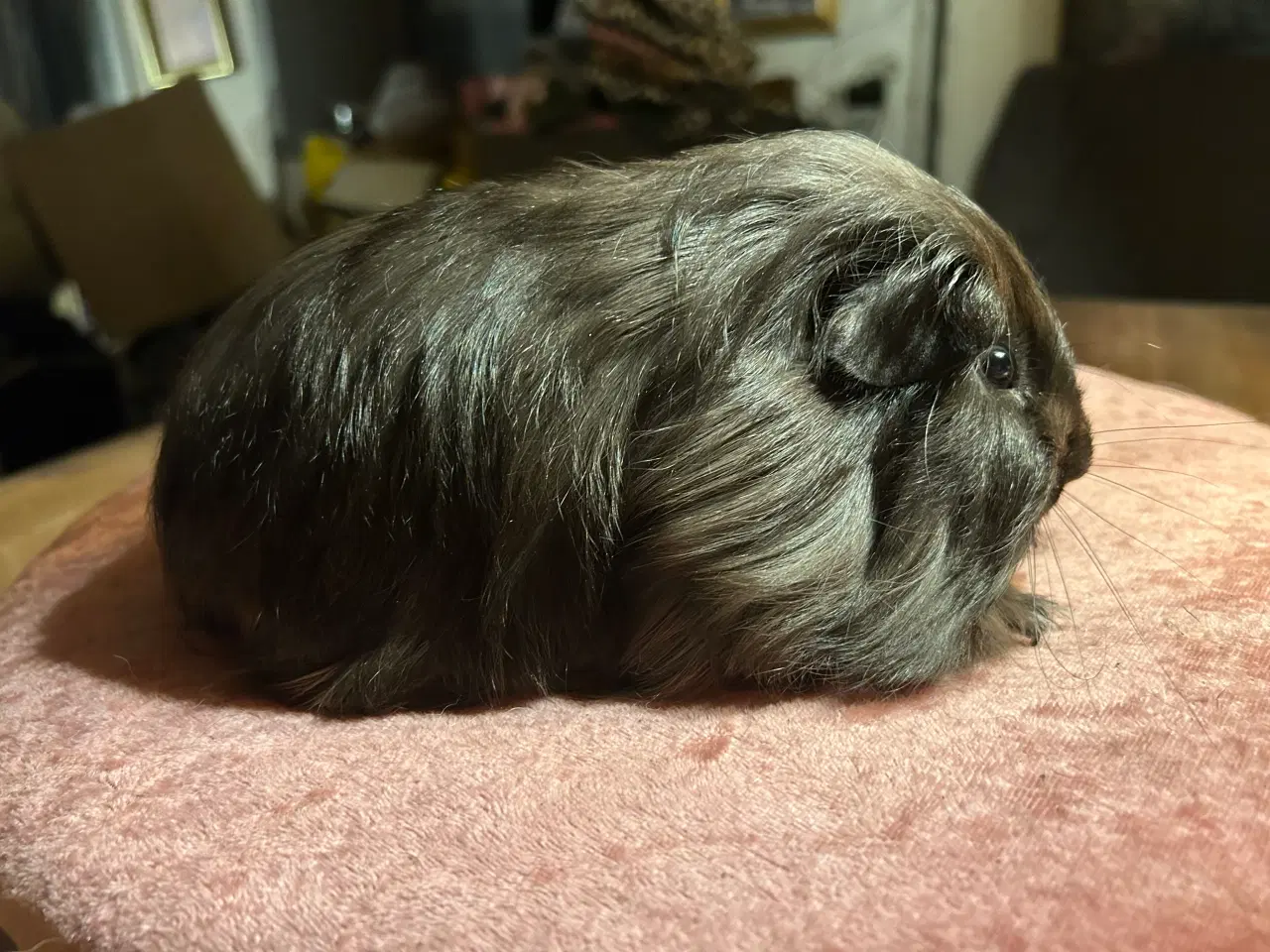 Billede 2 - Langhåret marsvin sheltie med stamtavle