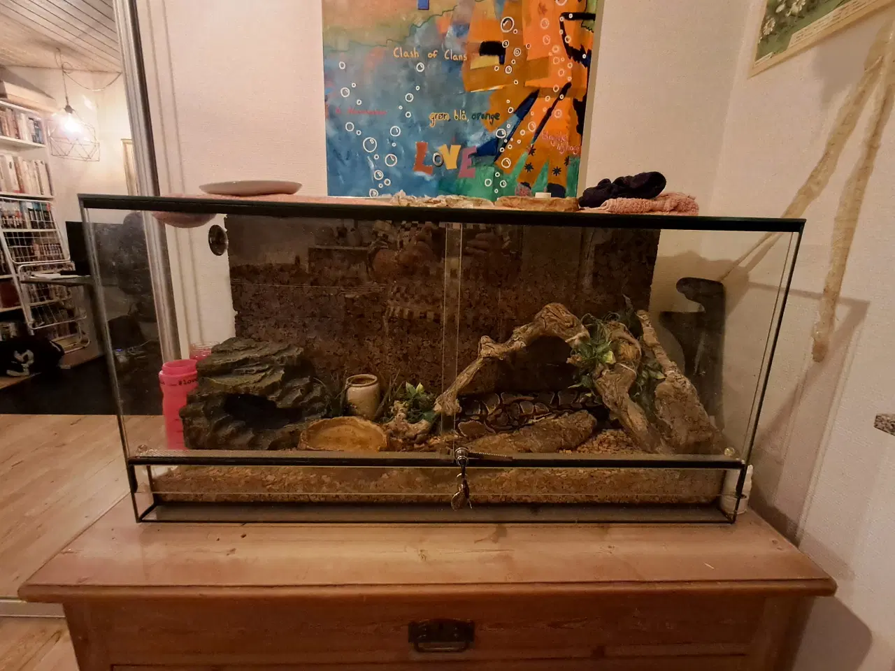 Billede 4 - Kongepyton 