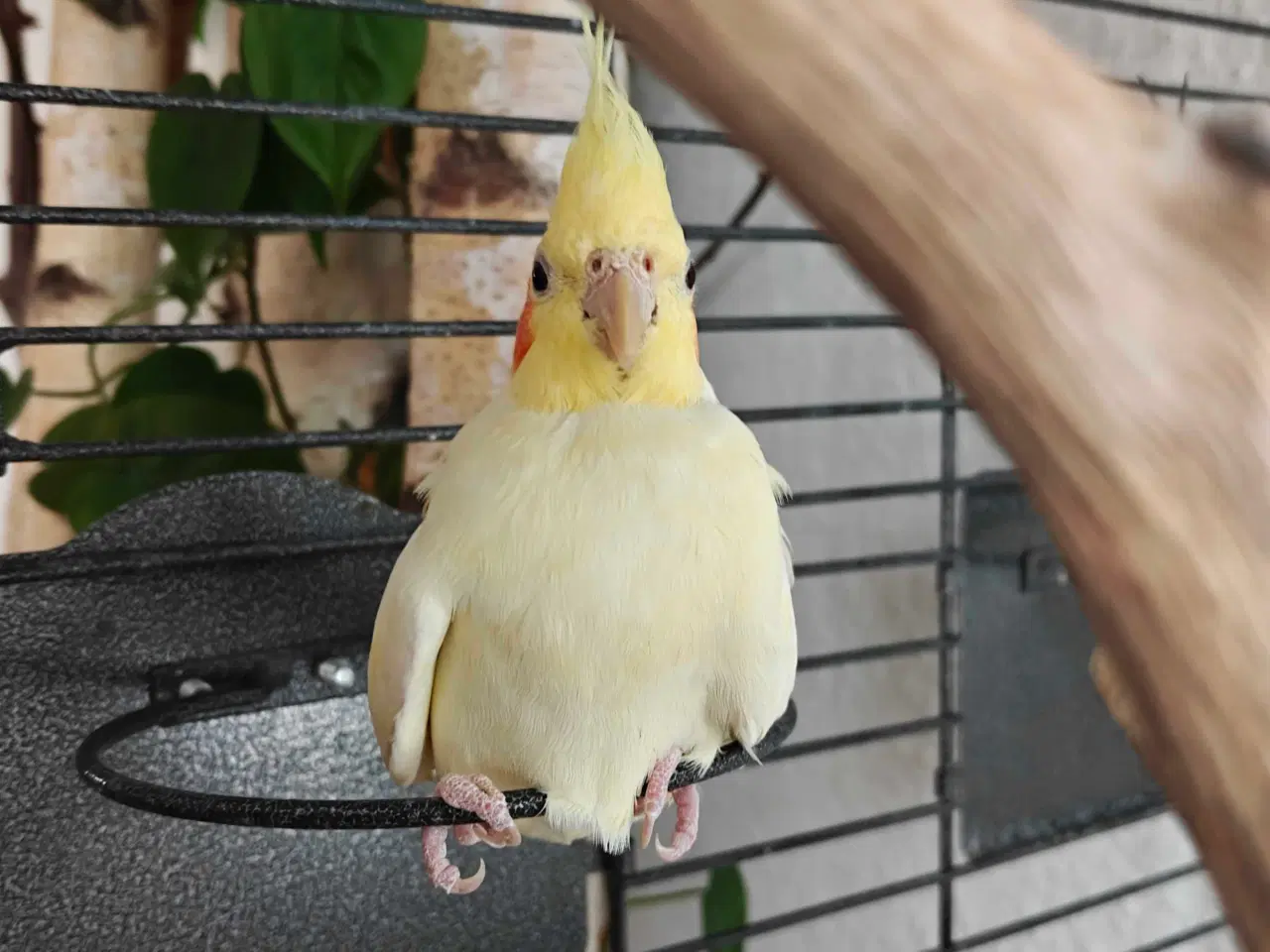 Billede 3 - Nymfeparakitter 