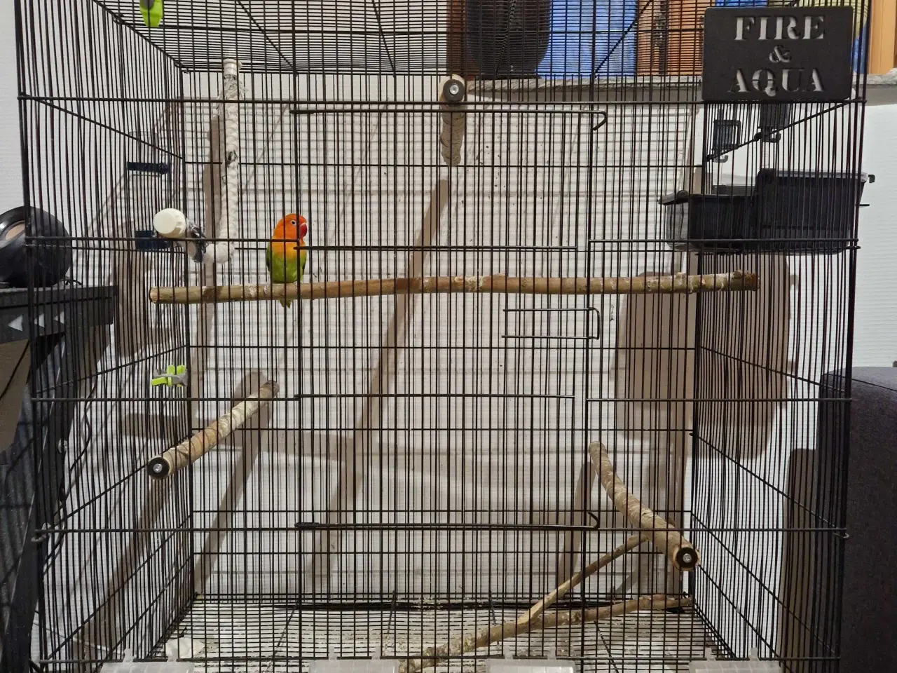 Billede 2 - Rødhovedet dværgpapegøje