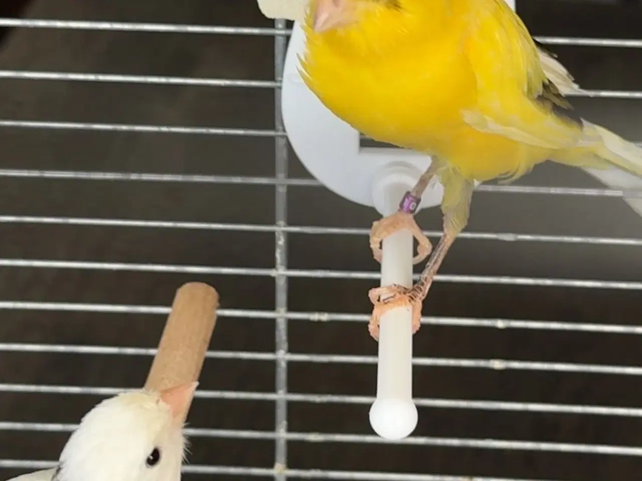 Billede 1 - Kanariefugl