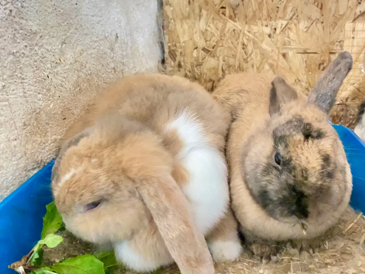 Billede 13 - Kærlige kaniner klar til nyt hjem 🐇❤️