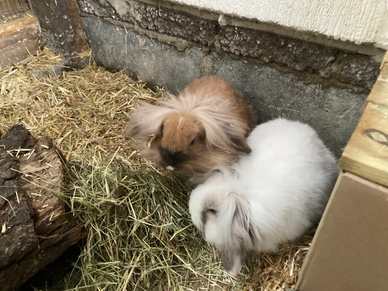 Billede 1 - 2 Søstre Bortgives Sammen