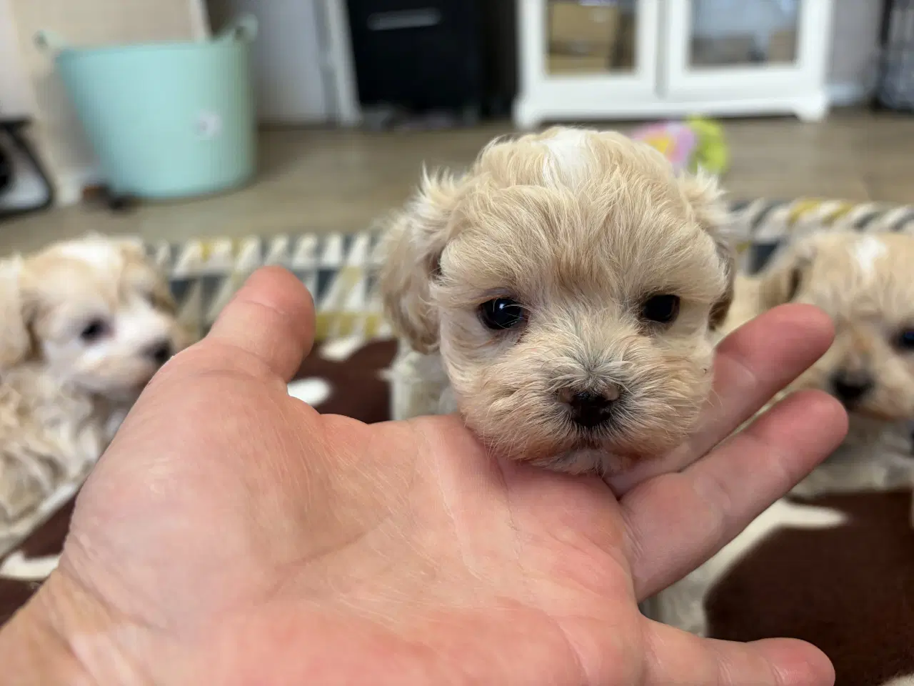 Billede 6 - Mini Maltipoo babyer 