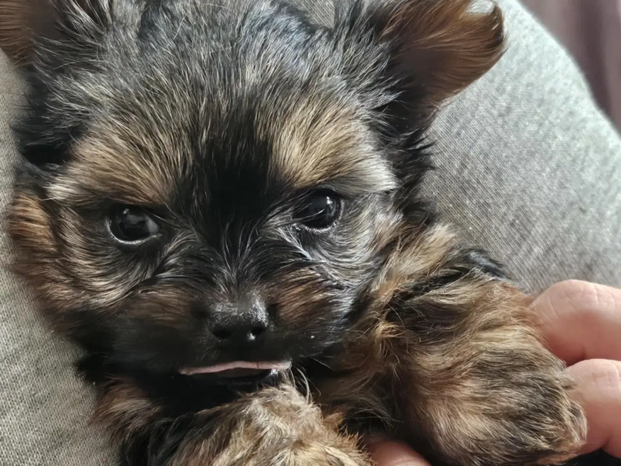 Billede 4 - 4 skønne Yorkshire Terrier hvalpe sælges 