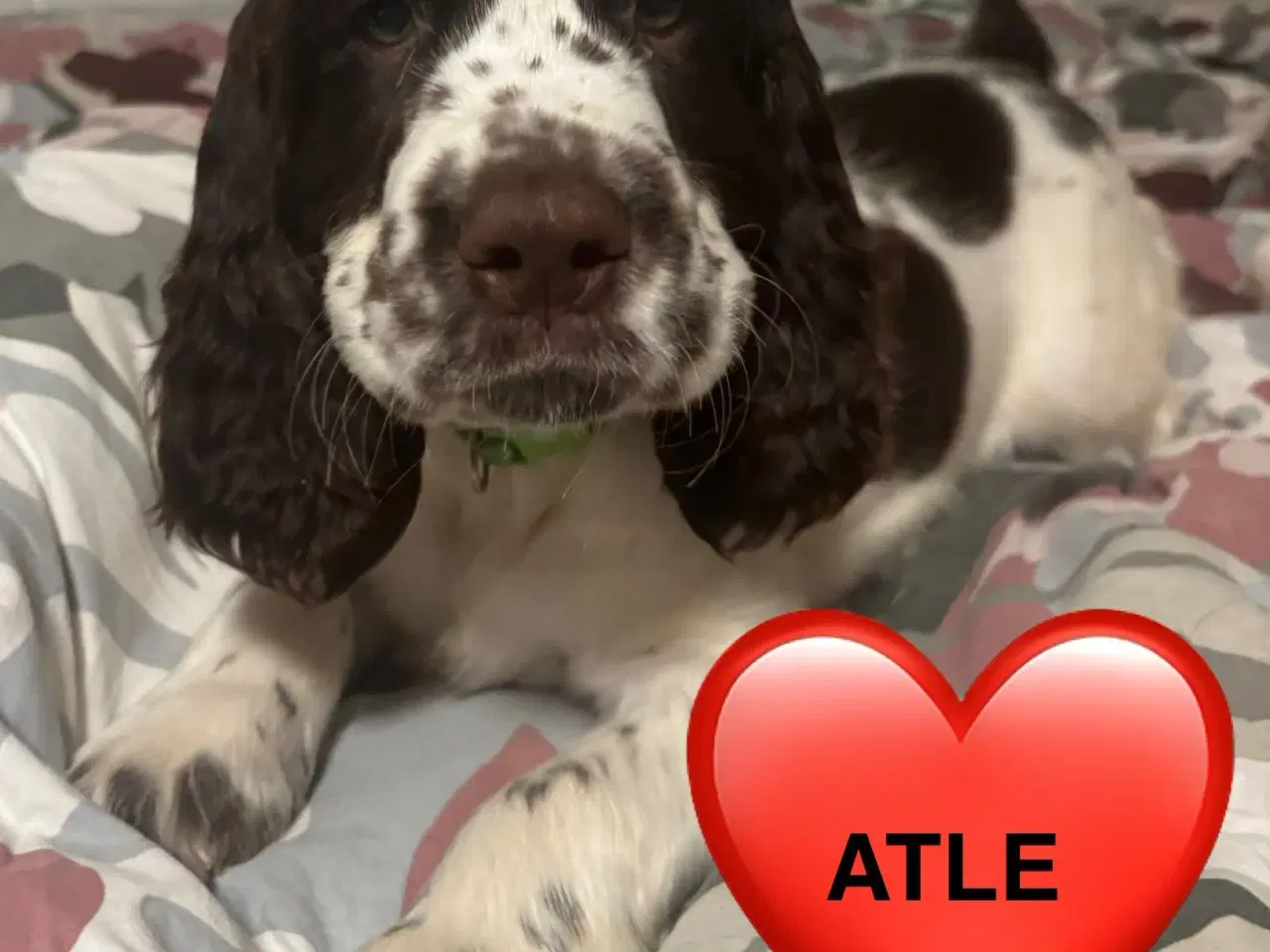 Billede 1 - DKK Stamtavle Standard Engelske Springer Spaniels