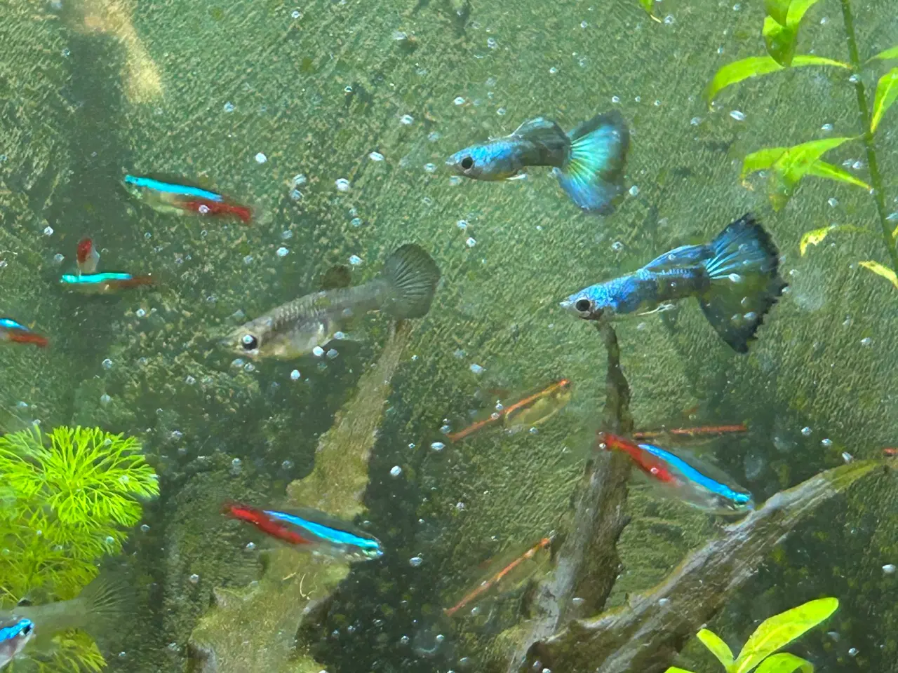 Billede 2 - 🐟🔵 Blue Moscow Guppy Par sælges - Viby J