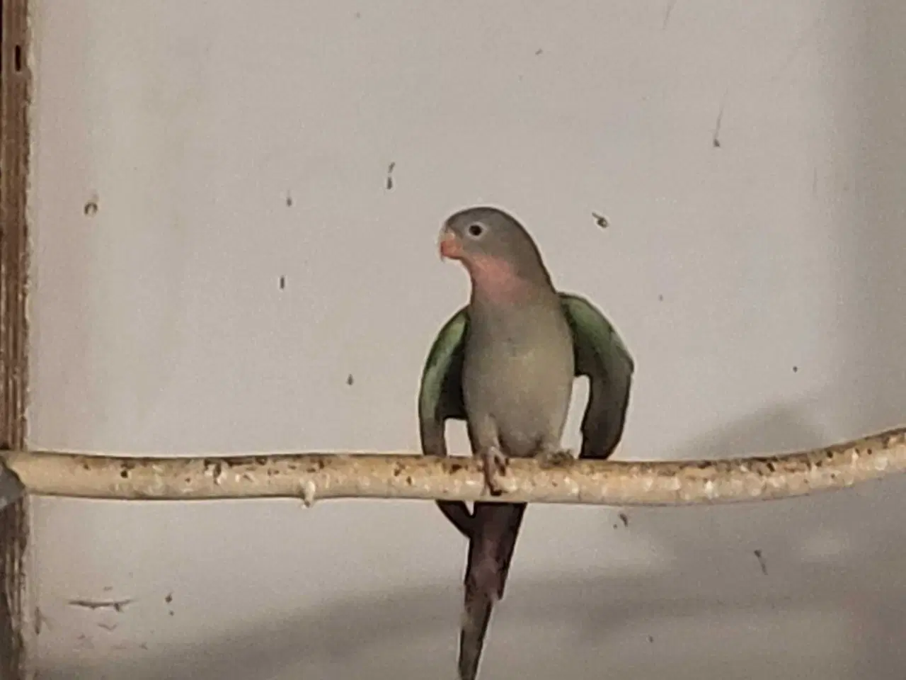 Billede 1 - Grøn prinsesse parakit 