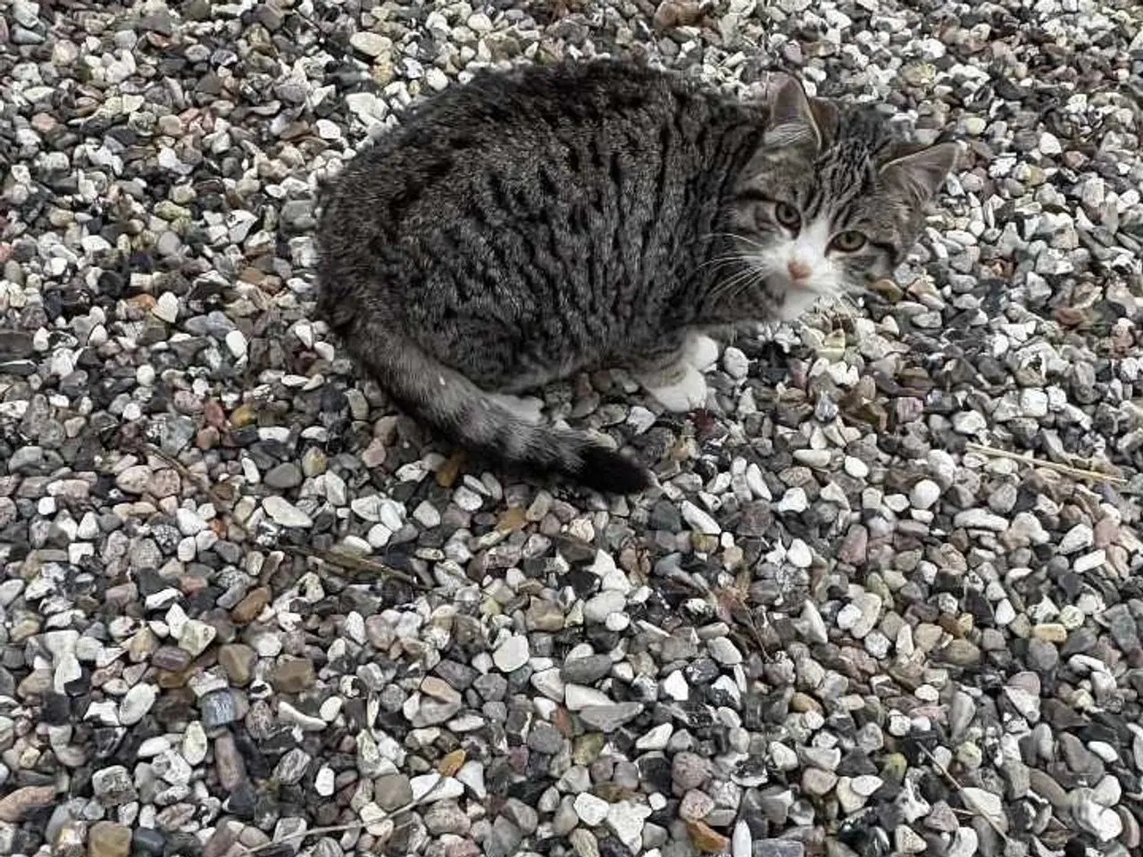 Billede 2 - Land kattekillinger