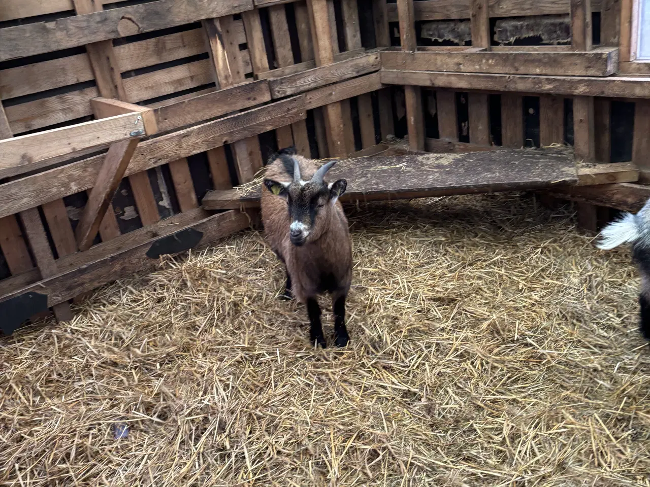 Billede 3 - Fire søde geder