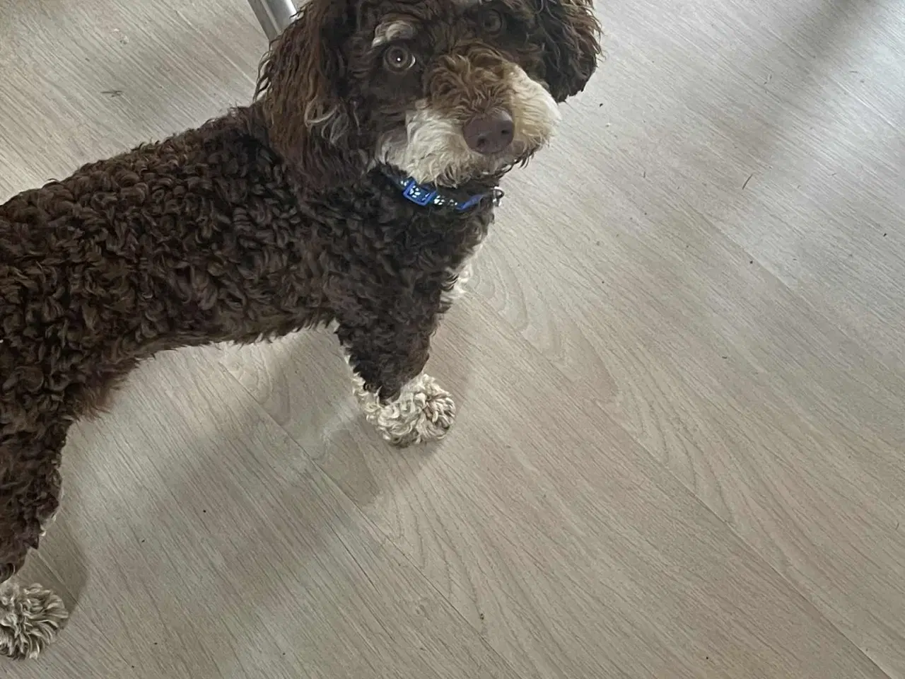 Billede 1 - Maltipoo Skøn Chokolade-Tan han
