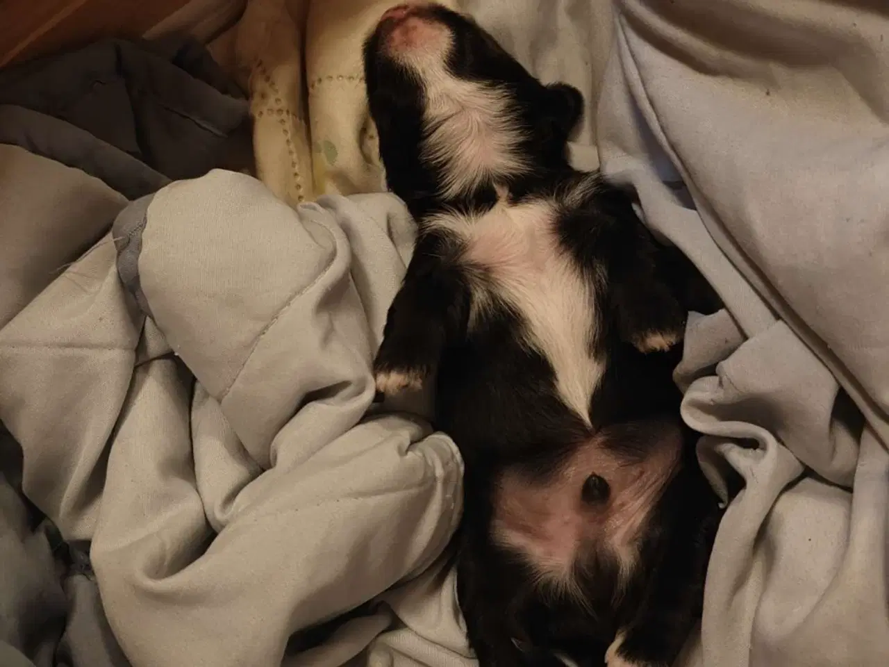 Billede 3 - Mini yorkshire terrier