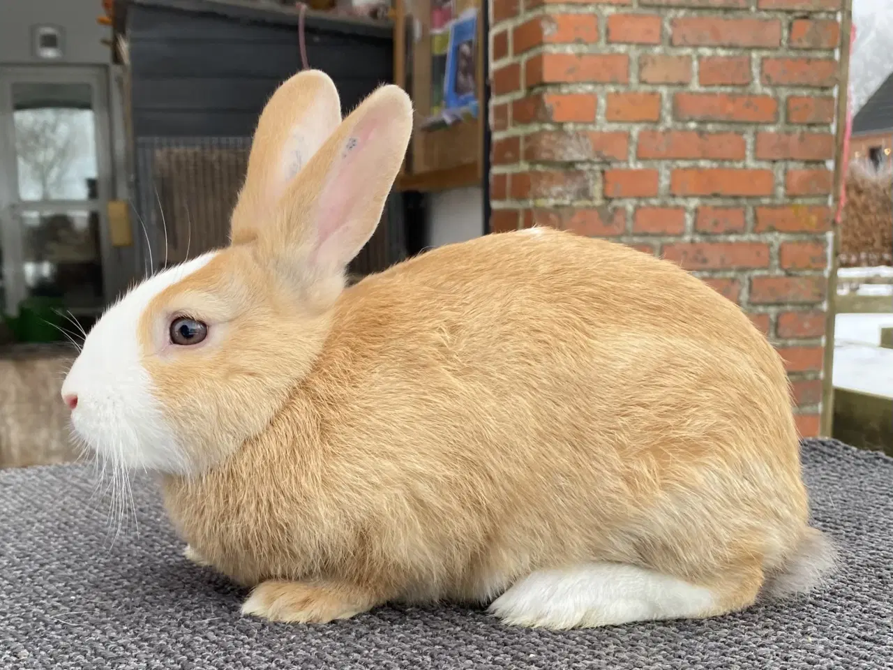 Billede 5 - HOLLÆNDER HAN MADAGASCAR