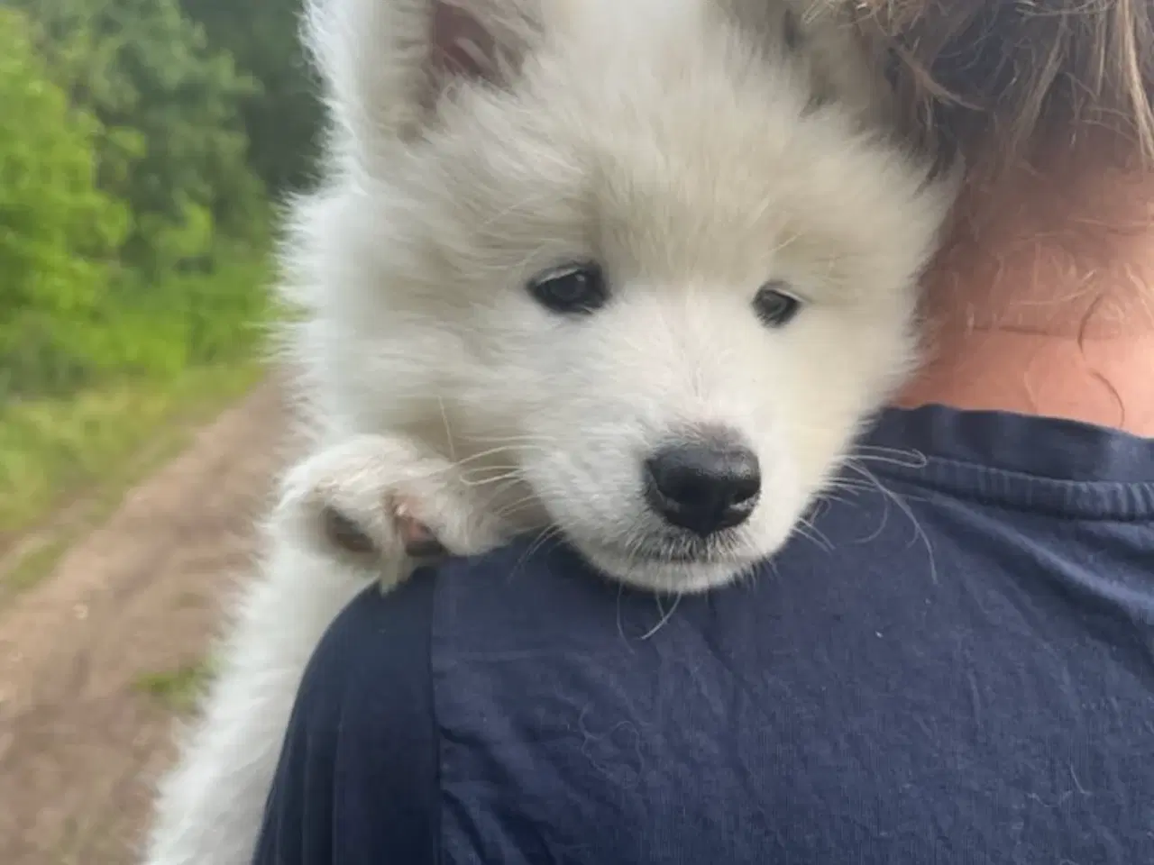 Billede 10 - 🐾 Smuk og kærlig samojedehvalp søger nyt hjem 🐾