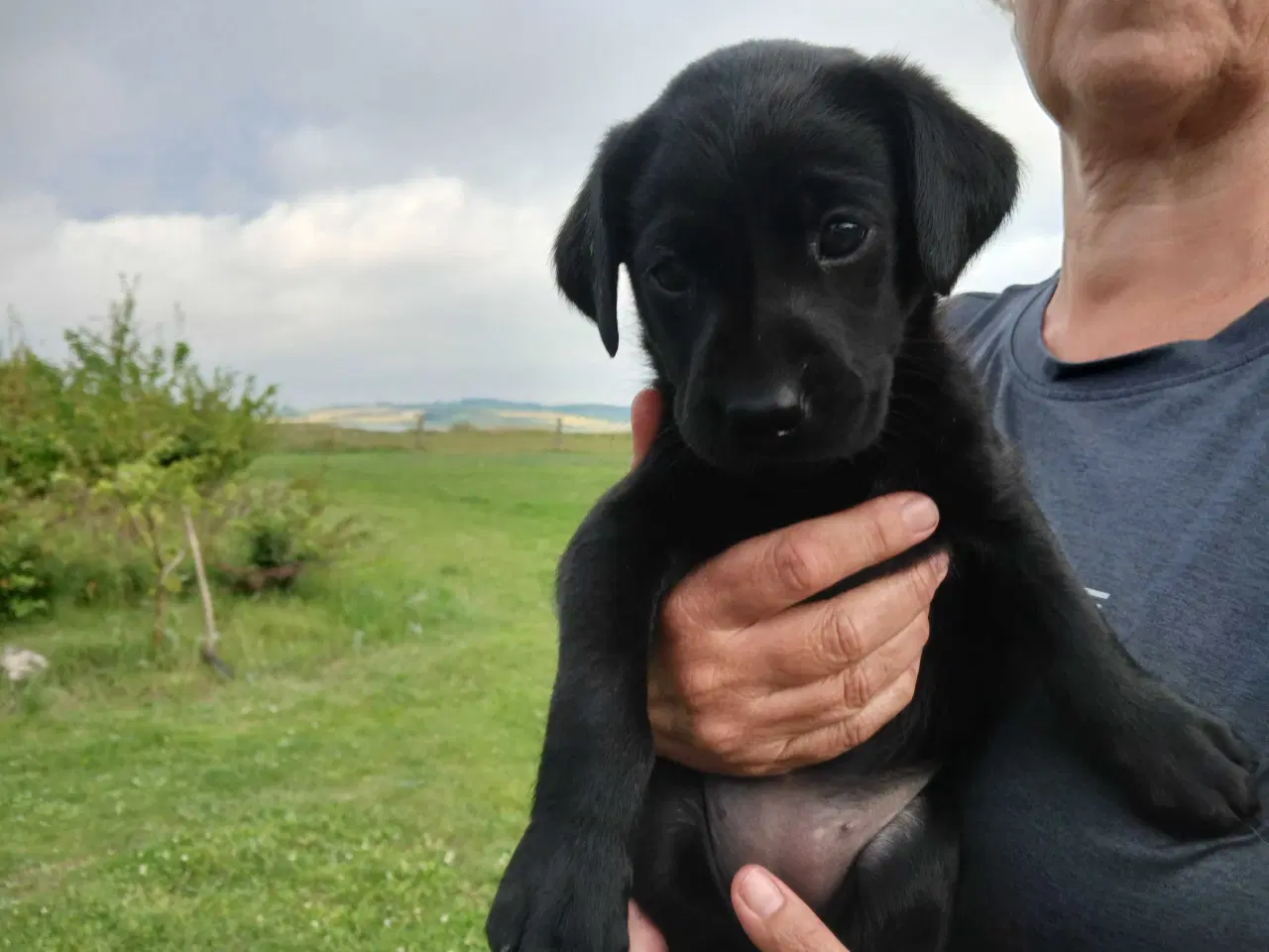 Billede 7 - Labrador hvalpe 