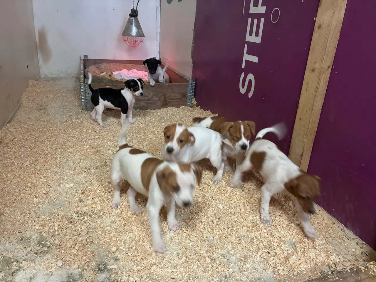 Billede 1 - Dansk svensk gårdhunde hvalpe