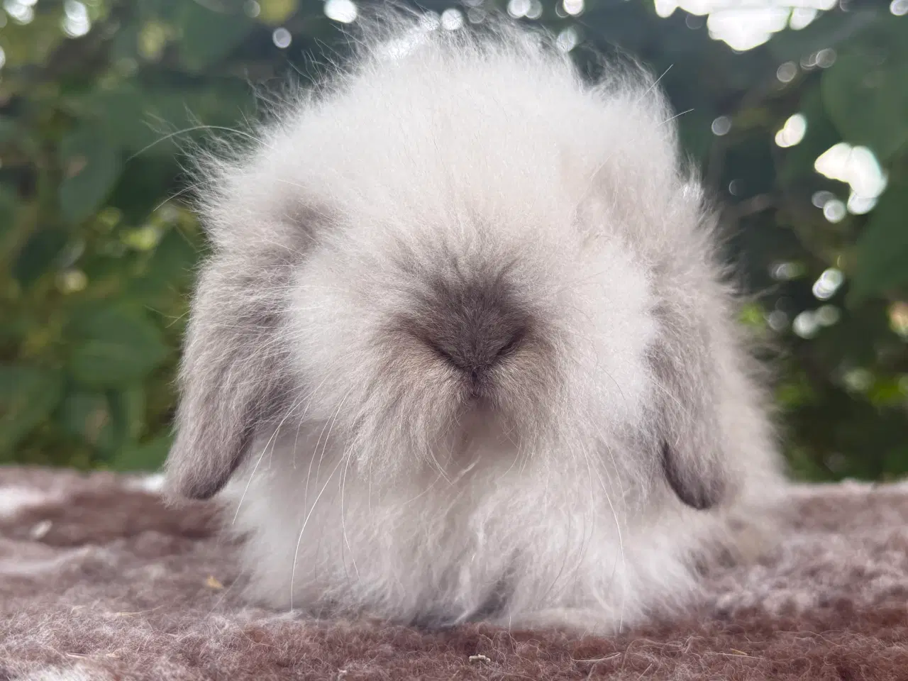 Billede 4 - Mini lion lop pige