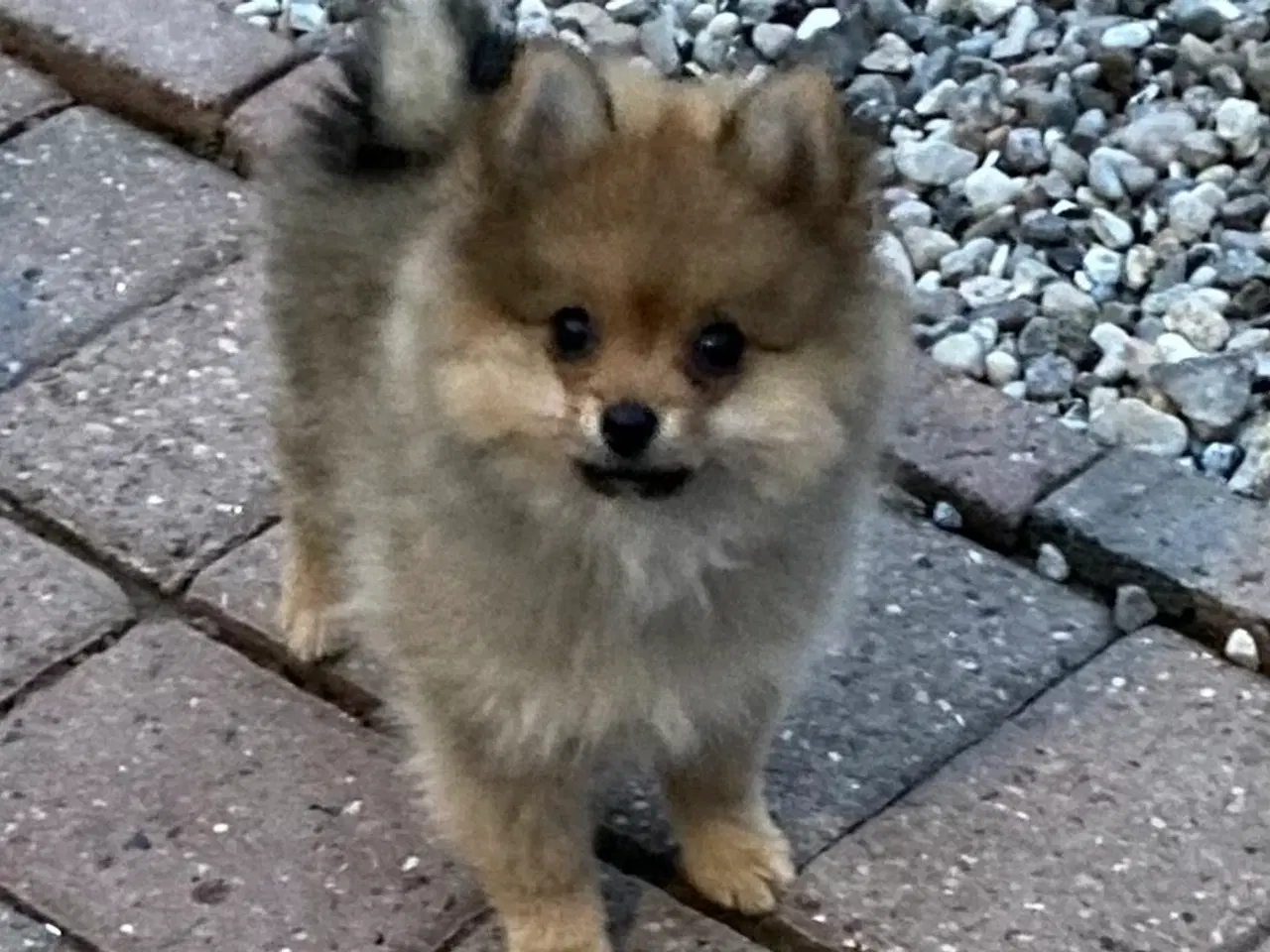 Billede 2 - Pomeranian. Super dejlig ren Pomeranian dreng.