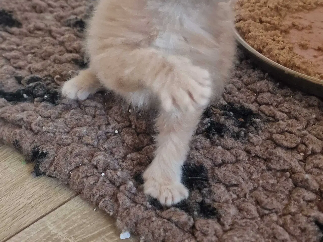 Billede 1 - Mainecoon killinger 