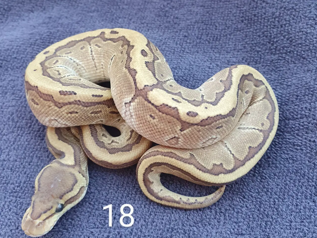 Billede 8 - Pied kongepythons osv.