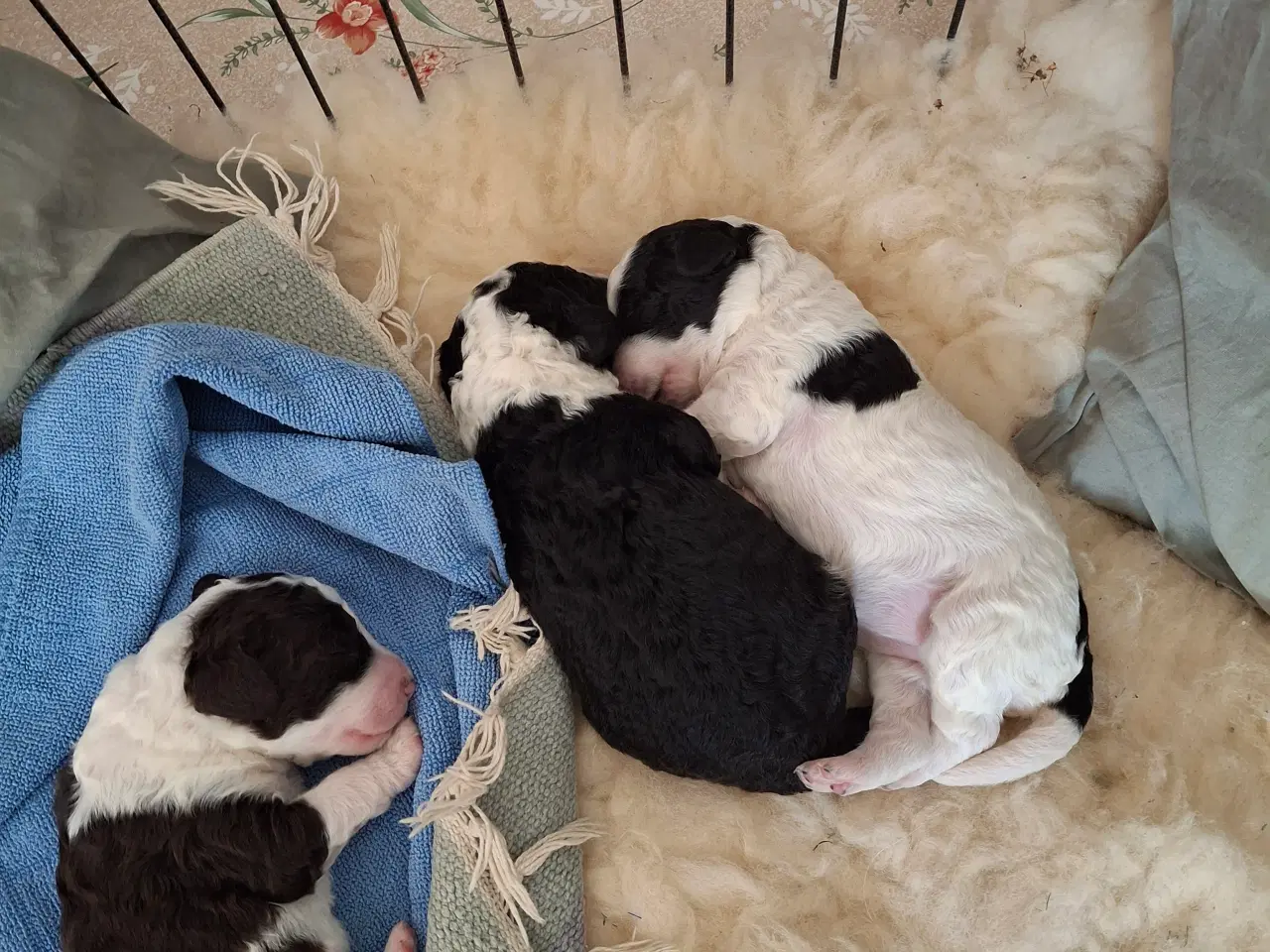 Billede 3 - Hvalpe af Spansk Vandhund