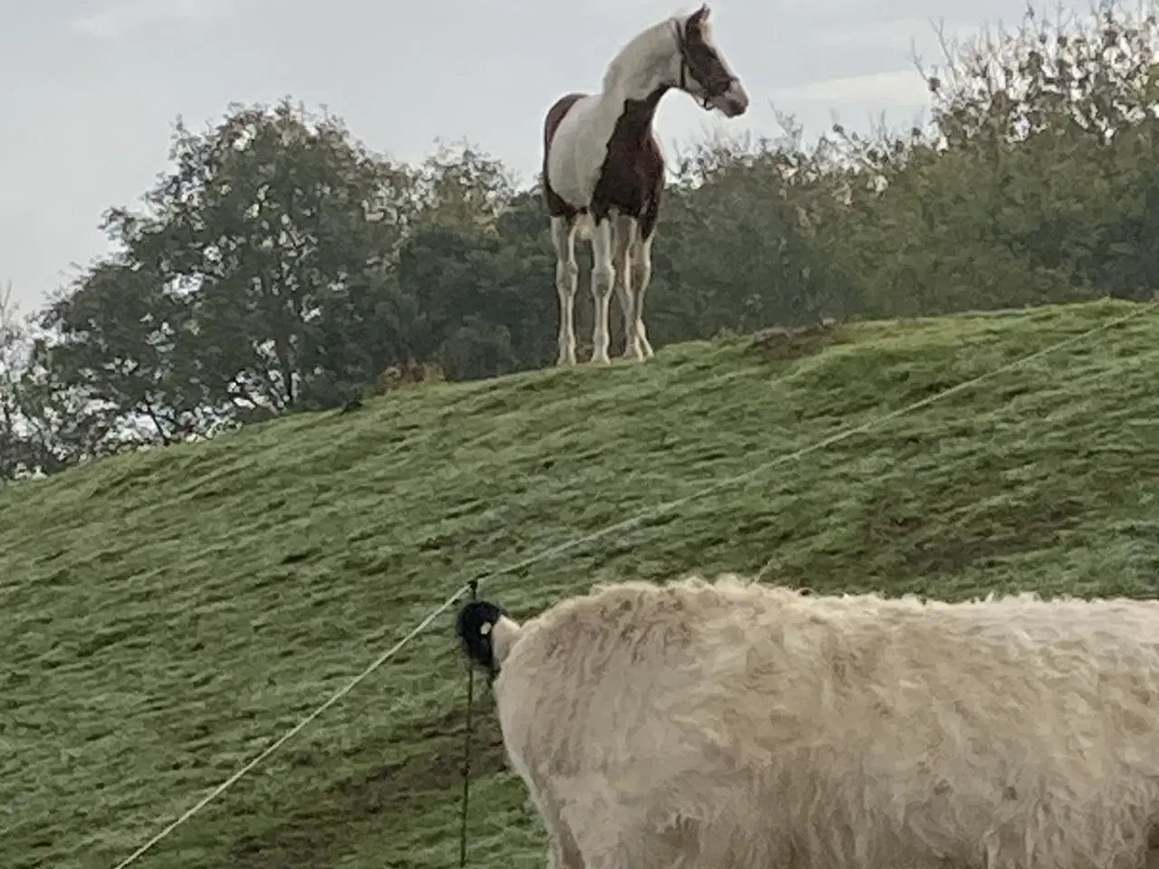 Billede 2 - Tinker/dansk varmblods plag