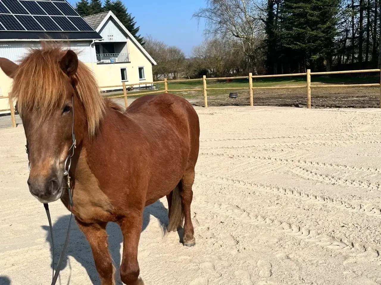 Billede 2 - Smuk og alsidig islænderhoppe
