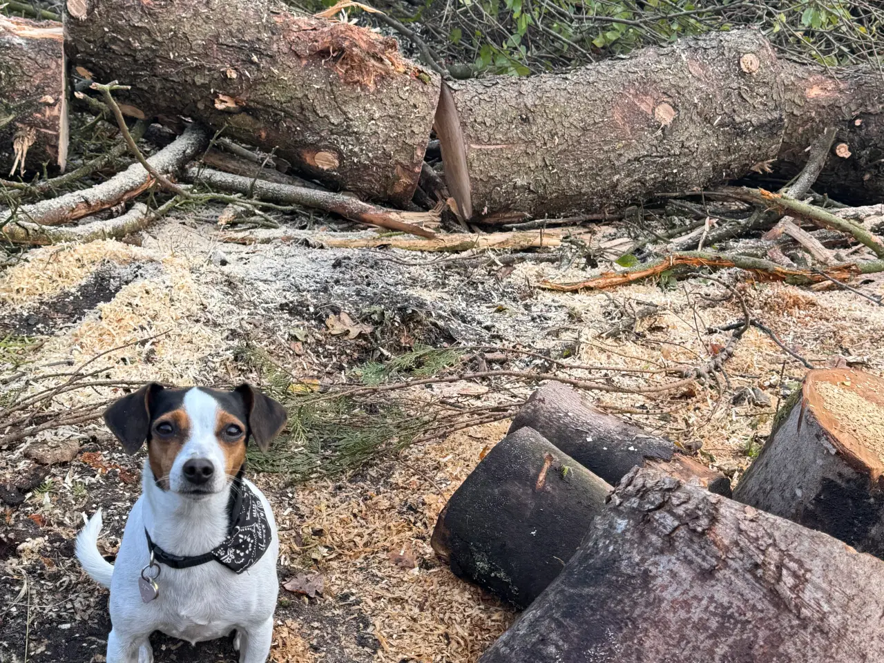 Billede 2 - Søger en lille dansk svensk gårdhund han