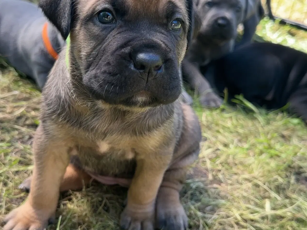Billede 4 - cane corso Italiano