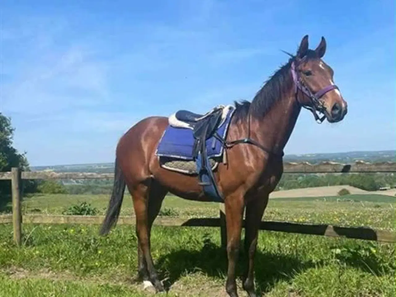 Billede 4 - Fuldblodsvallak, 3 år