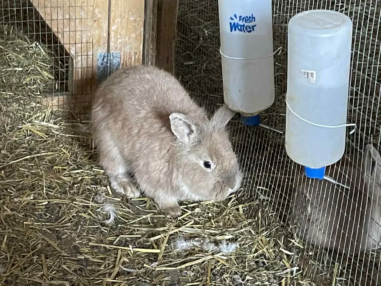 Billede 8 - Kanin unger sælges