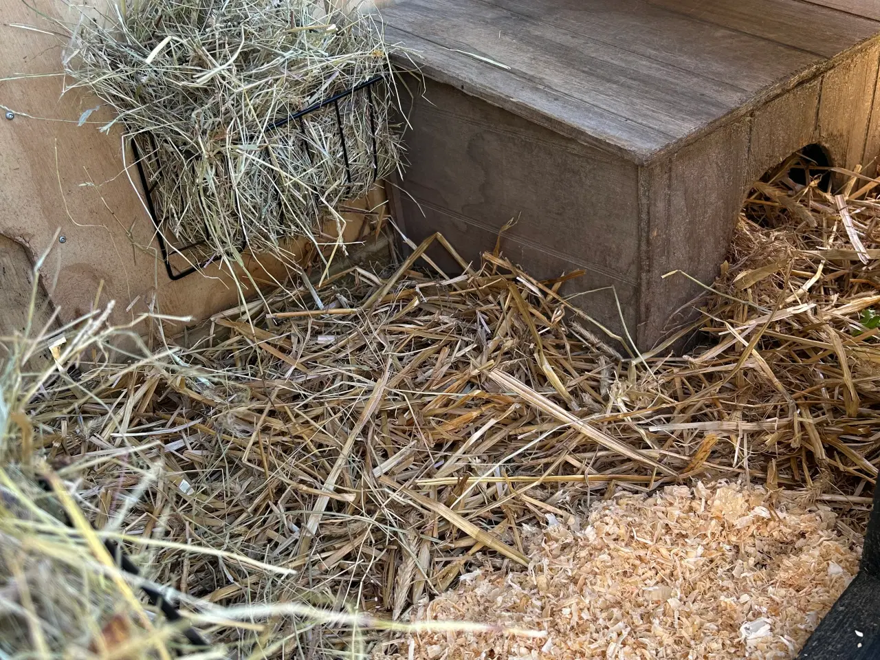 Billede 14 - 2 søde mini lop kaniner (søstre)