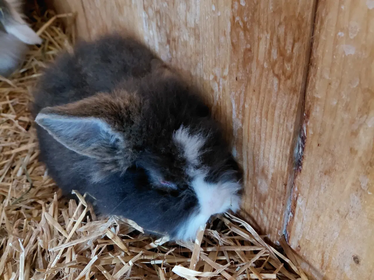 Billede 3 - Løve Dværgkaniner