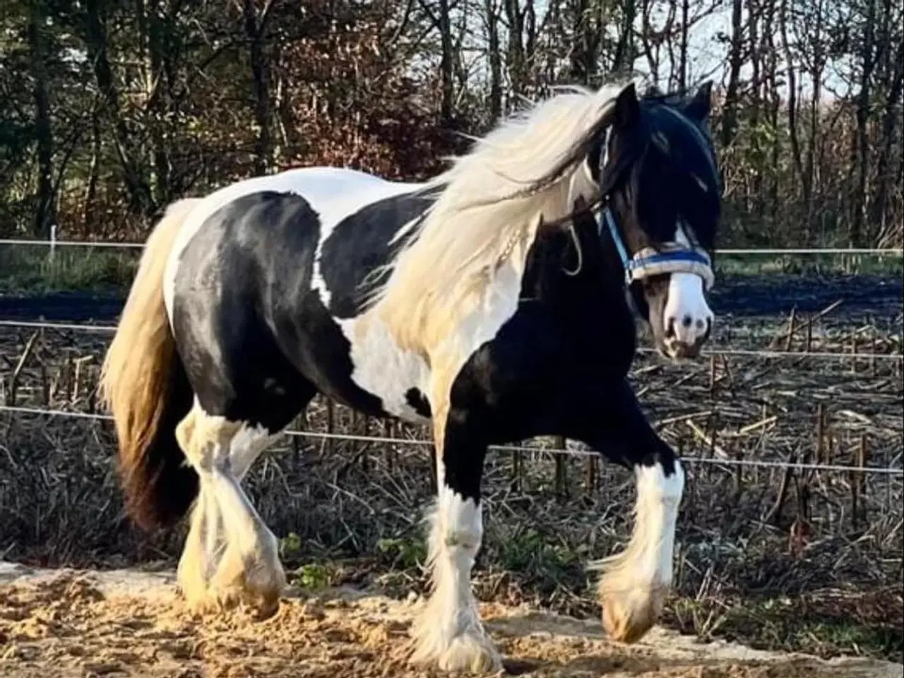 Billede 2 - Ung lækker velredet hingst 