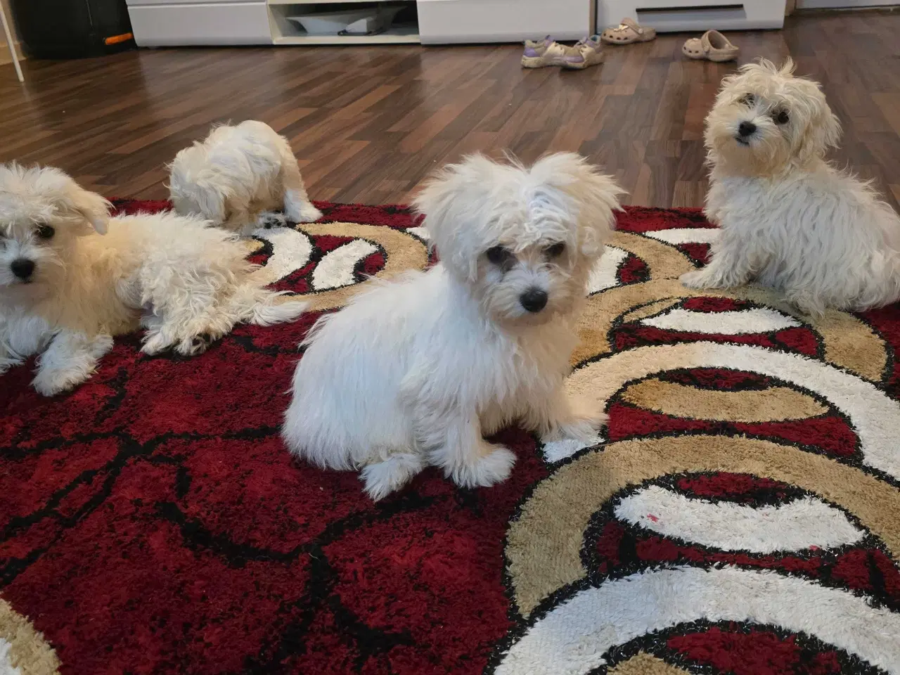 Billede 5 - Bichon malteser søger nyt hjem 