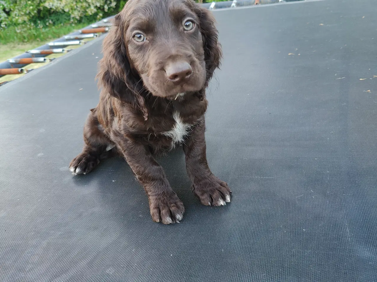 Billede 1 - Hundehvalpe Kleiner Münsterländer 