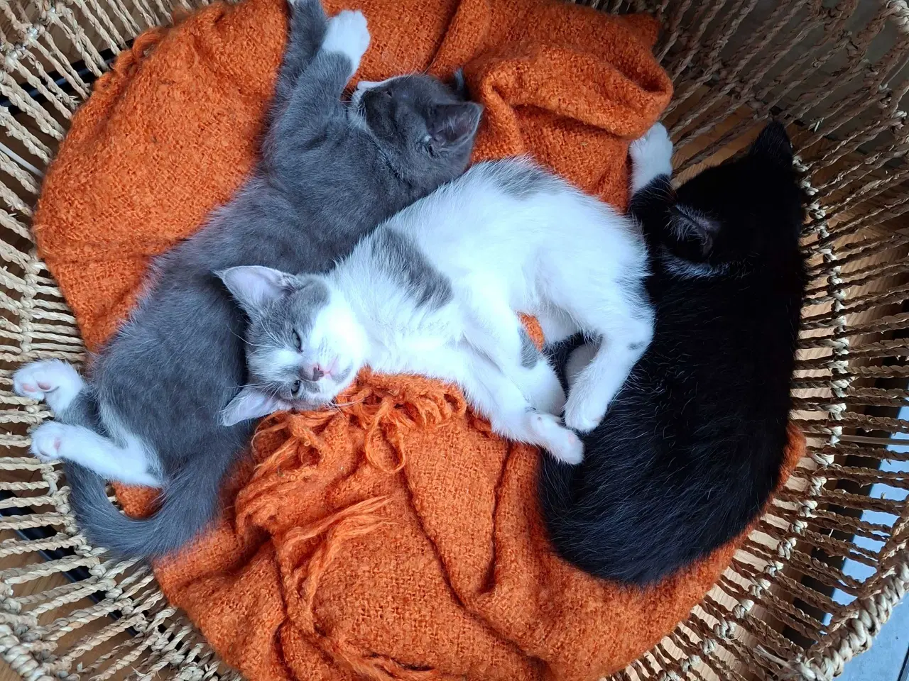 Billede 8 - Killinger - Mainecoone blanding